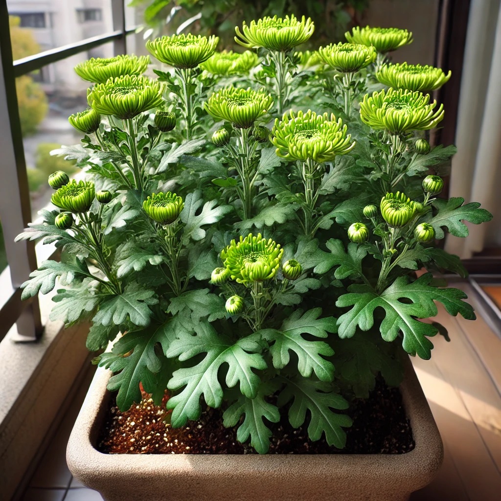 プランターを利用した春菊の育て方