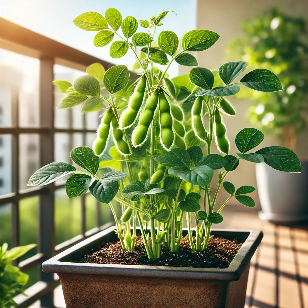 風通しの悪さと密植の問題