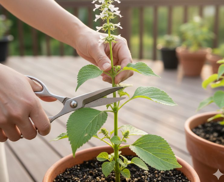 花穂はどこから切るのが正解？