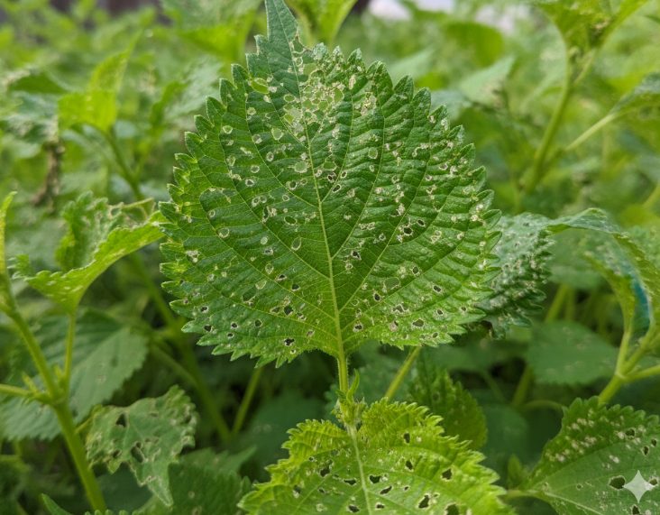 大葉を庭に植えてはいけない害虫リスク